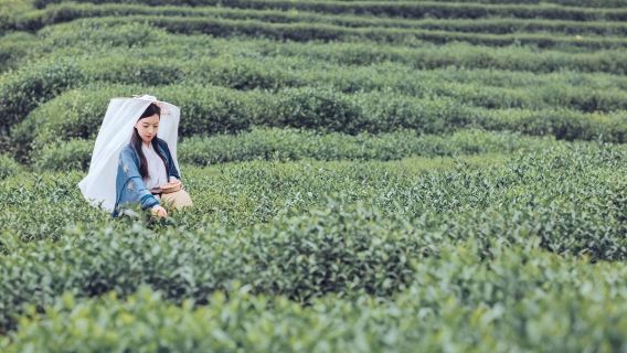 perjalanan satu hari ke Taman Nasional Lahan Basah Xixi dan Desa Longjing, Memetik dan Mencicipi Teh di Hangzhou