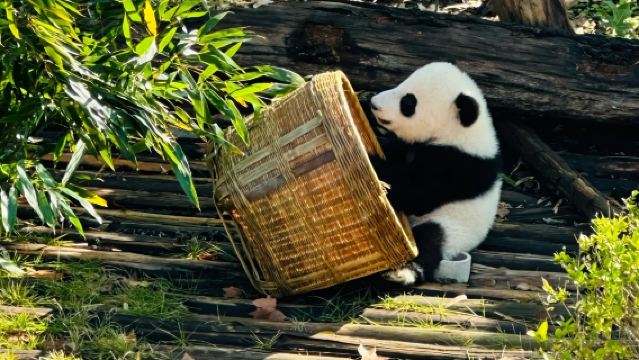 大熊貓繁育研究基地【2-8人專車團/含門票/看花花】