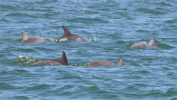 Clearwater Encounters with Dolphins Tour