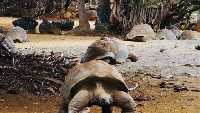Malerische Südtour durch Mauritius inklusive Mittagessen und Siebenfarbige Erde