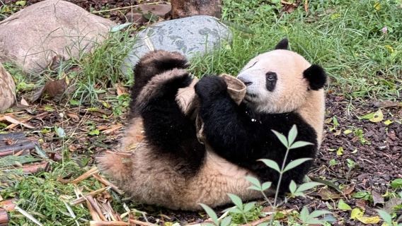 1-Day Tour of Chengdu Panda Base & City Highlights Visiting