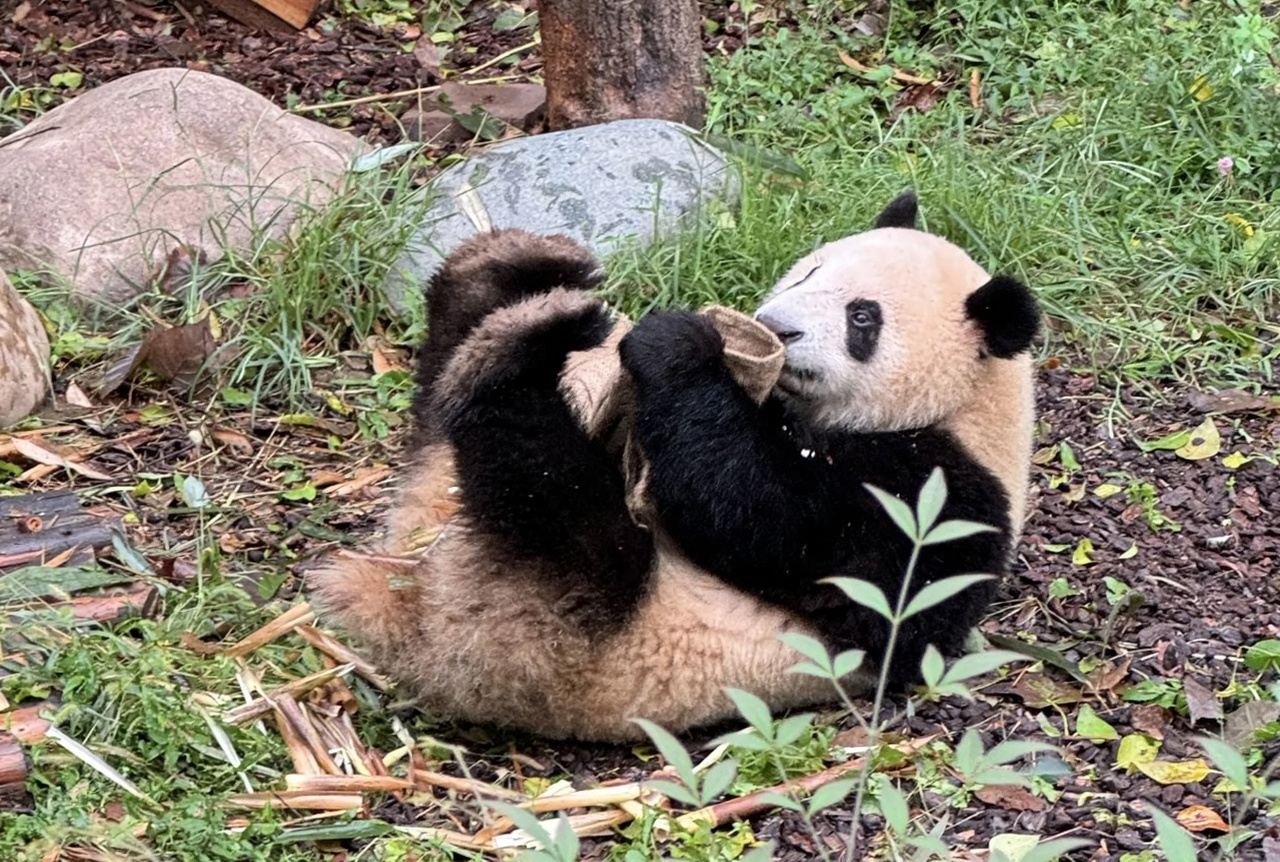 Tour di 1 giorno alla base dei panda di Chengdu e visita ai punti salienti della città