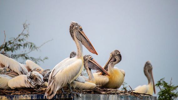 From Delhi: Bharatpur Bird Sanctuary Day Tour