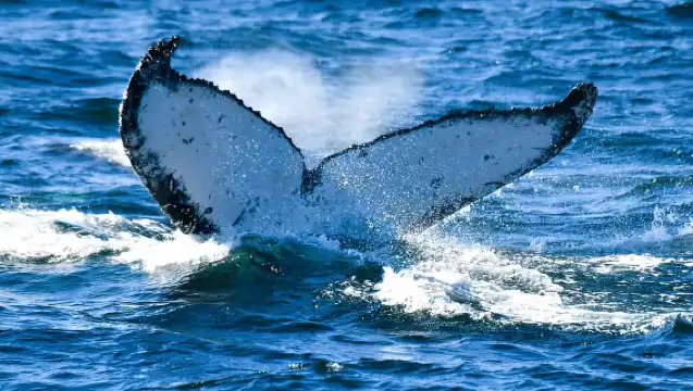 雪梨：海崖橋、基阿瑪噴水洞和農田之旅
