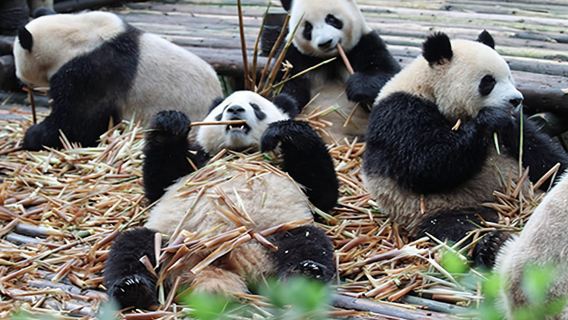 Chengdu panda base half day tour