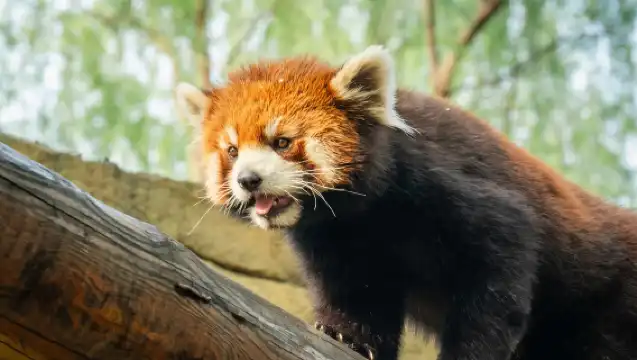 北京大興野生動物園一日遊【VIP出遊/一家一團/含票】