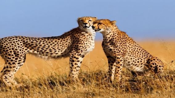 坦桑尼亞阿魯沙｜ 旅遊陪同翻譯｜ 展會｜ 商務考察洽談｜ 自由行地接｜接機 （可私人定制）