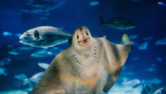 Barcelona: Hop-On Hop-Off Bus & Aquarium Tour