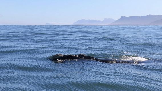Hermanus: Whale Watching Tour with Scenic Coastal Views