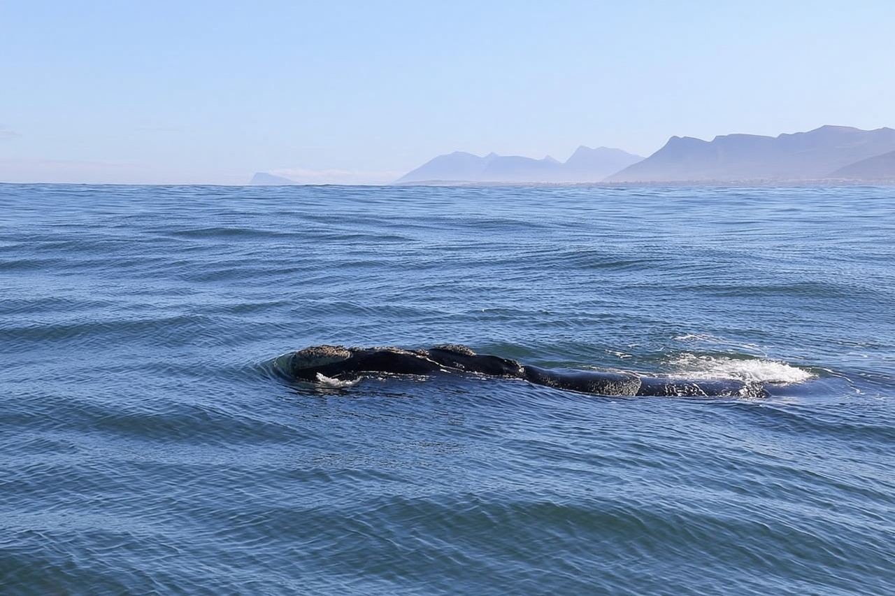 Hermanus: Walvissen spotten tour met prachtige kustuitzichten