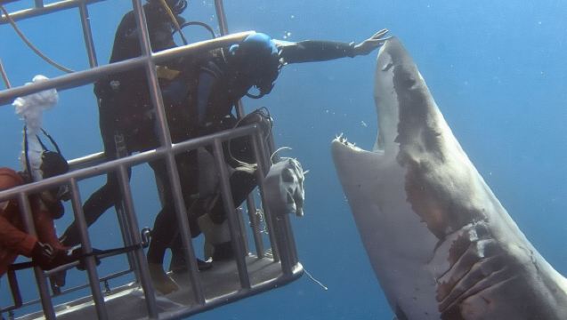 ดำน้ำดูฉลามในกรงที่แอฟริกาใต้ (ฮองสบาย) [ดำน้ำในกรงเพื่อชมฉลาม มีประวัติความปลอดภัย 20 ปี]
