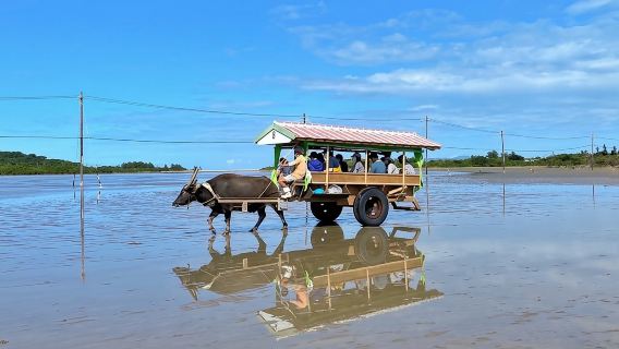 Okinawa Iriomote SUP or Canoe and Sightseeing in Yubujima Island