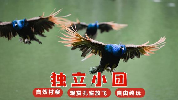 雲南西雙版納原始森林公園+曼遠村一日遊【獨立汽車丨飯店接駁】