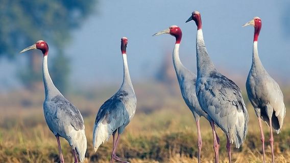 A Day Tour of Bharatpur Bird Sanctuary from Agra.