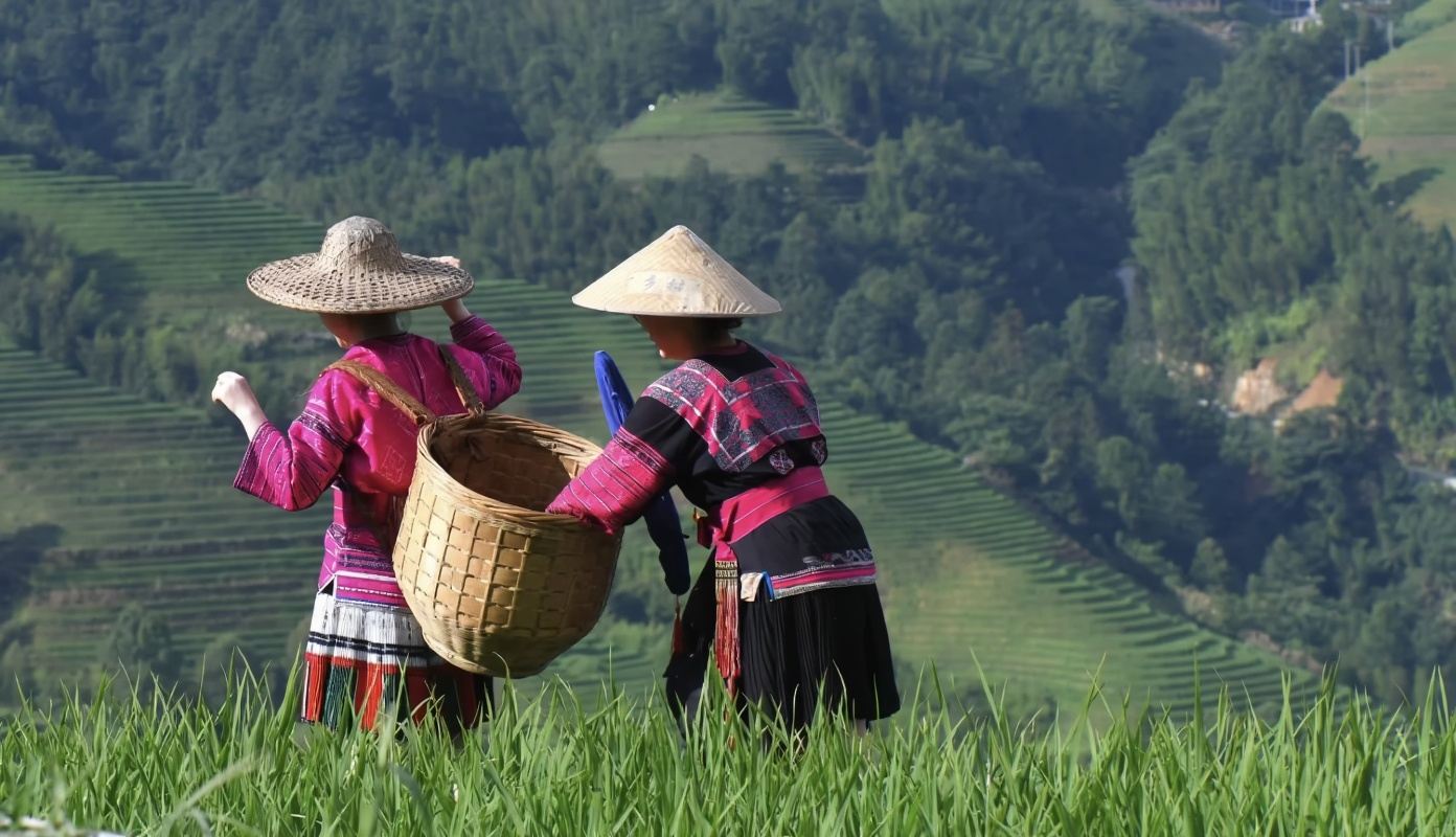 Jinkeng Rice Terraces1-day Tour [Hiking]