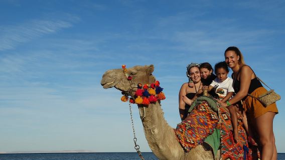 One hour Camel Ride At Amazing Marsa Alam Desert with transfer - Marsa Alam
