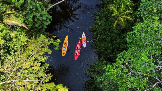 Puerto Viejo Faultier-Dschungel- und Flusskajaktour