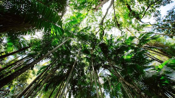 Lamington National Park, O'Reilly's and vineyard tour