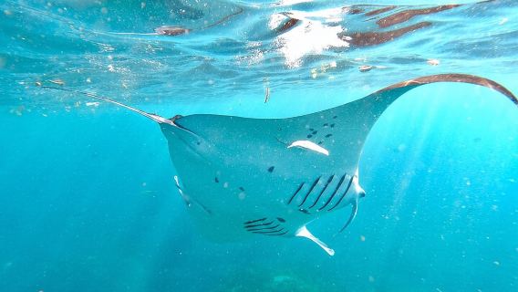 Explore 4 iconic snorkeling spots of Manta Bay in Nusa Penida