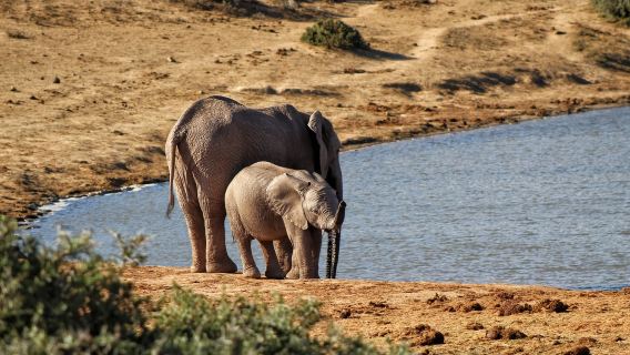 Tagesausflug zum Addo-Elefanten-Nationalpark ab Port Elizabeth, Südafrika (10-köpfige Gruppe)