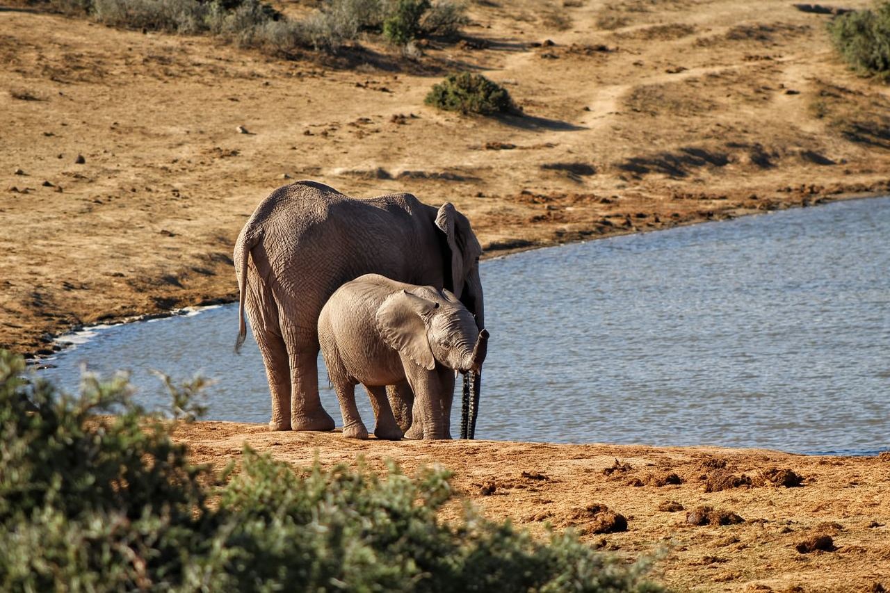 Addo Elephant National Park 1-day tour from Port Elizabeth, South Africa (10-person group)