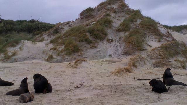 Dunedin Shore Excursion: Small-Group Tour of Dunedin and the Otago Peninsula