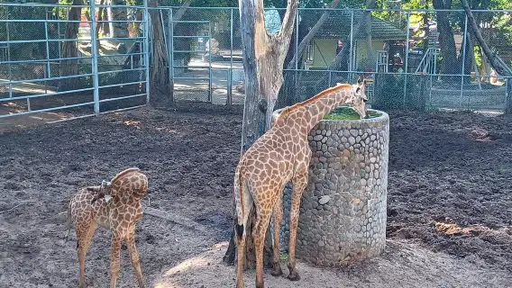 泰國芭達雅雲石公園鱷魚潭