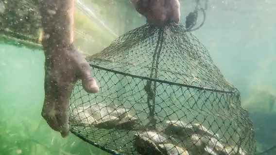 牡蠣和珍珠愛好者之旅