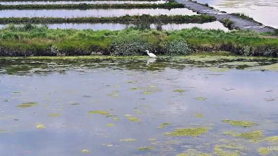 Aveiro: Ria Highlights Boat Tour