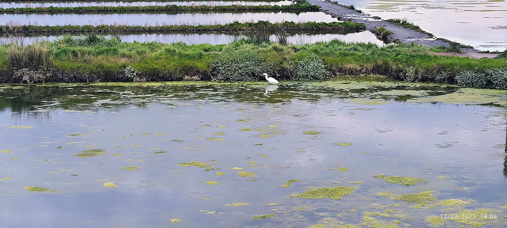Aveiro : excursion en bateau sur les points forts de la Ria