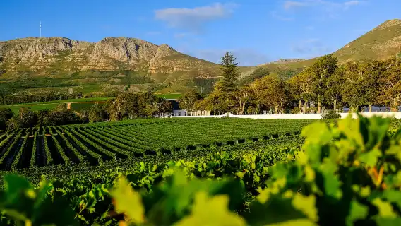 Botanical Garden and Groot Constantia Wineries Private Tour