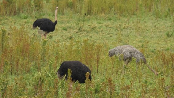 อารูชา: ซาฟารี 5 วันสู่ Tarangire ทะเลสาบ Manyara และ ...