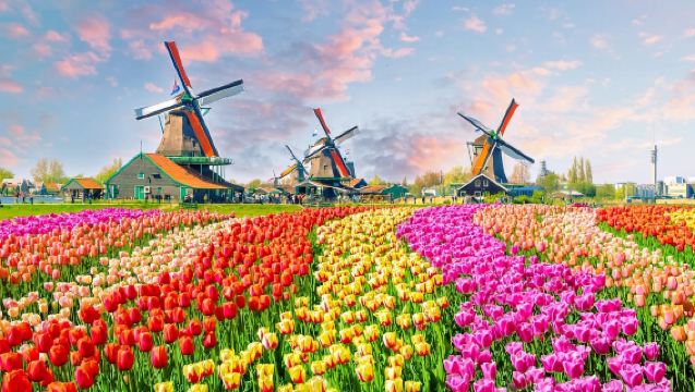 荷蘭全境|商務研學考察|展會翻譯|旅遊陪同|醫學翻譯|名校導覽|中文/英文|其他語言（請提前諮詢顧客服務中心）