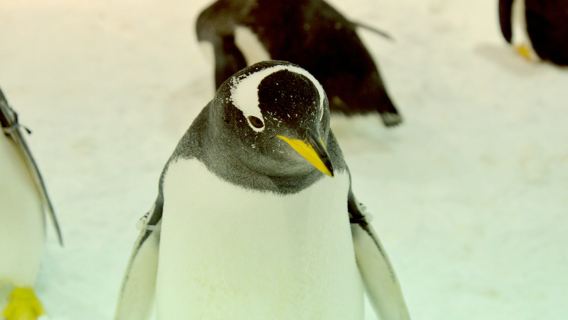 南通森迪冰雪海洋樂園1日遊雙人組合