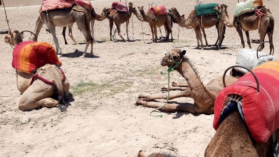 Sunset camel ride Agafay desert Marrakech