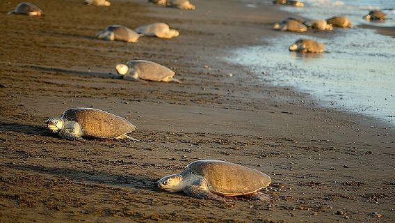 Tour delle tartarughe vicino alla spiaggia di Samara