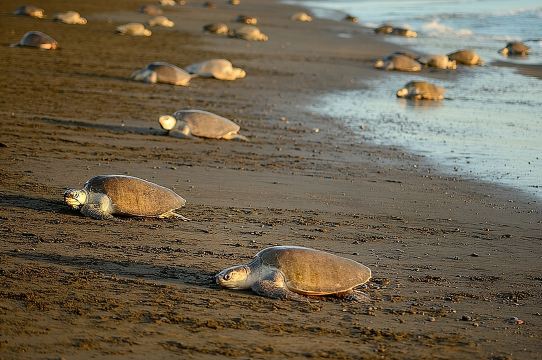Turtle Tour Near Samara Beach