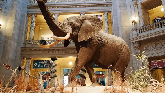 Smithsonian Museum of Natural History - Exclusive Guided Tour