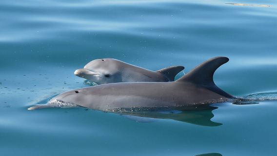 Guided Dolphin Eco-Cruise in Koombana Bay
