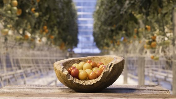 tour 1 ngày Vòng tròn vàng Iceland + Hồ miệng núi lửa + Nông trại cà chua|Tour nhỏ cao cấp có đón khách trong thành phố