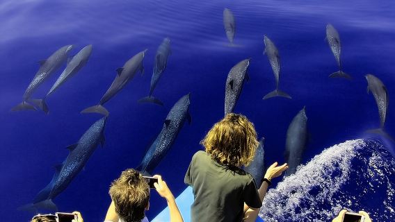 Dolphin and Whale Watching Tour in Drake Bay as seen on National Geographic