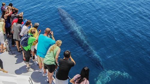 4.5-hour whale and dolphin watching cruise in Auckland's Hauraki Gulf Transport Passes