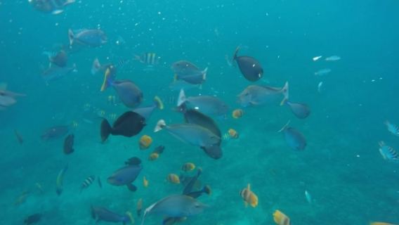 Experiencia de buceo y snorkel de 6 horas en Nusa Penida, Bali, Indonesia