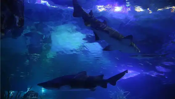 海東龍宮寺+天際線滑車+釜山水族館+海雲台一日遊【普通話司機】