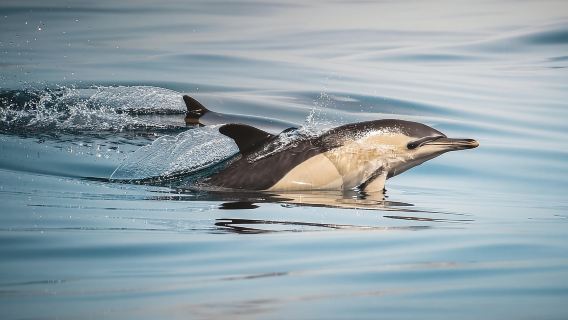 Algeciras: Avistamiento de delfines y cetáceos en grupos reducidos