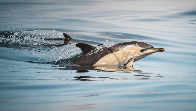 Algeciras: Dolphin and whale watching in reduced groups