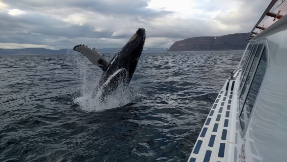 Ísafjörður: tour en barco para avistar ballenas en los fiordos occidentales