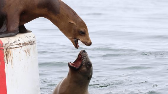 Pantai Newport: Lawatan Menonton Paus 2 Jam