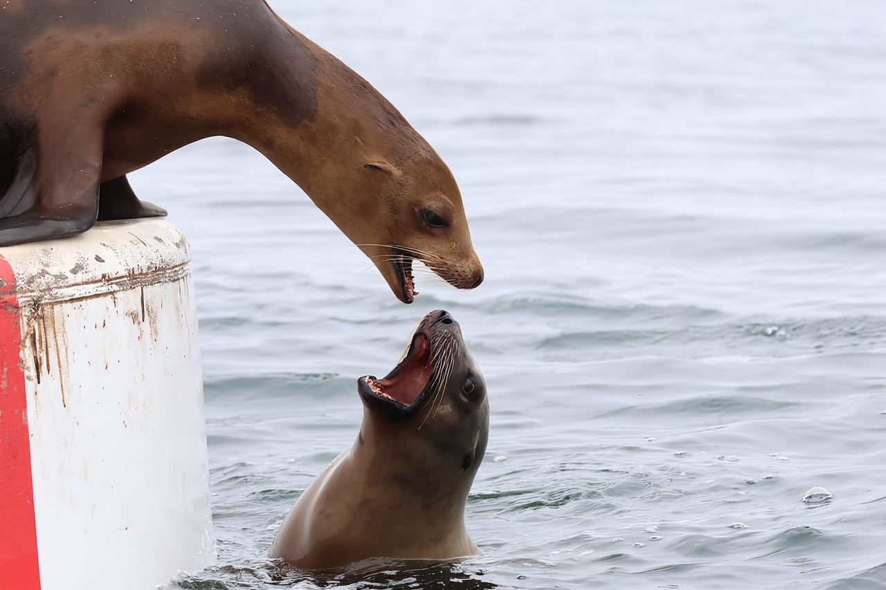 Newport Beach: 2-Hour Whale Watching Tour