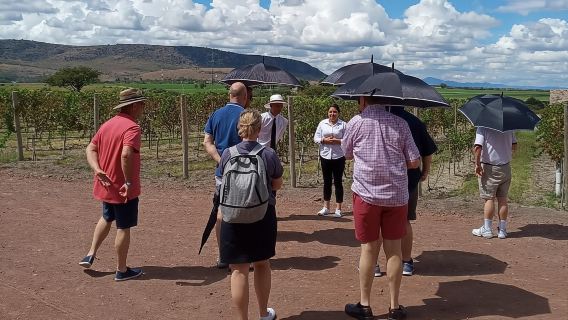 San Miguel de Allende : visite d'un vignoble local et dégustation de vins